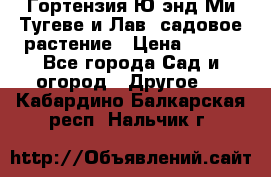 Гортензия Ю энд Ми Тугеве и Лав, садовое растение › Цена ­ 550 - Все города Сад и огород » Другое   . Кабардино-Балкарская респ.,Нальчик г.